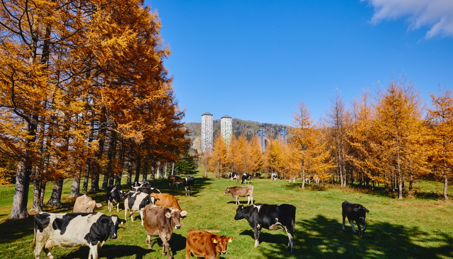 この時期ならではの魅力4<br />
秋のリゾート滞在
4